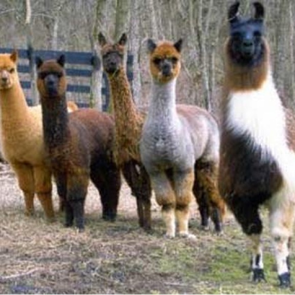 Meet your Posher, Debi - Picture 11 of 12